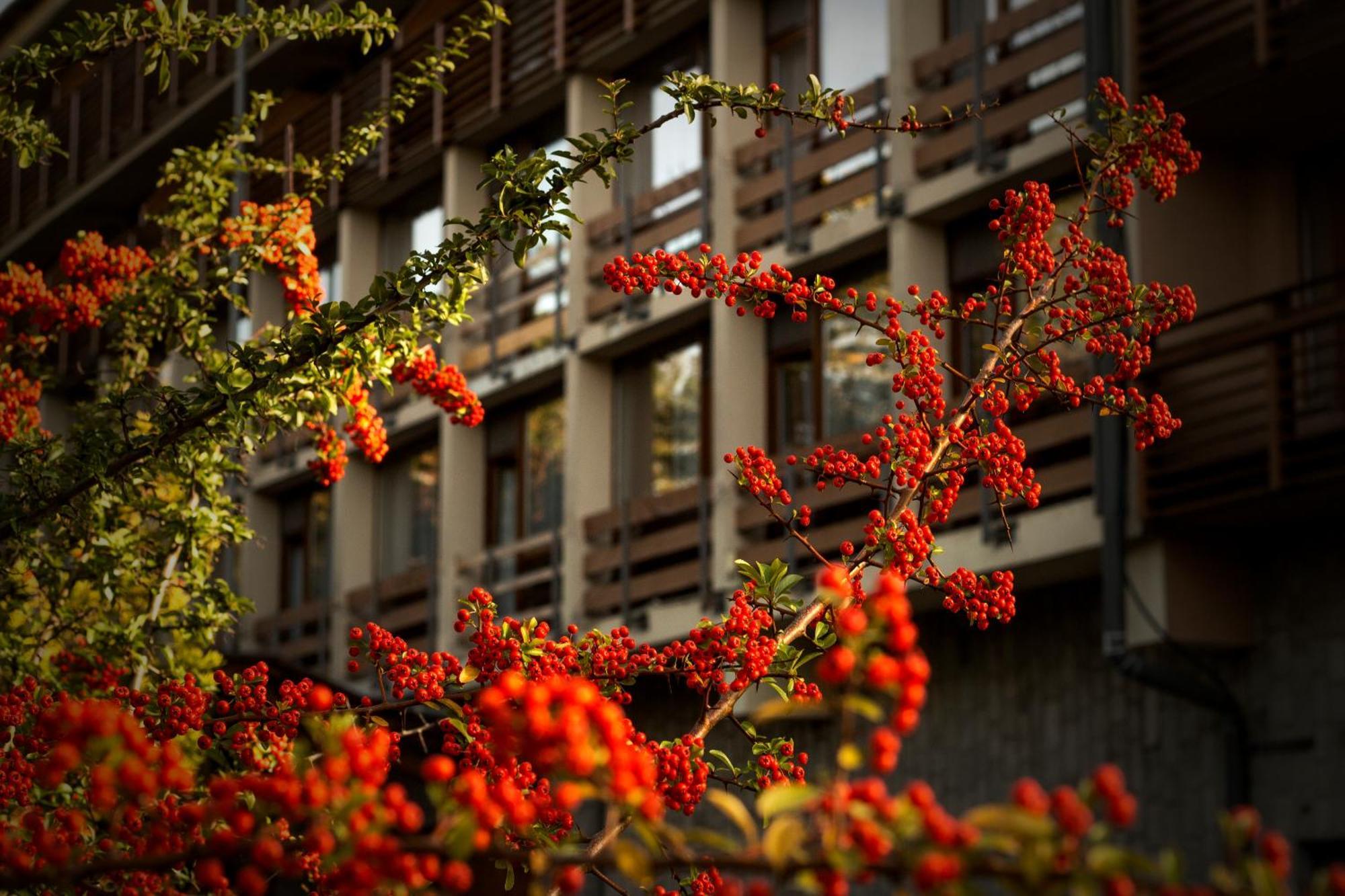 Silvanus Hotel Visegrád Εξωτερικό φωτογραφία